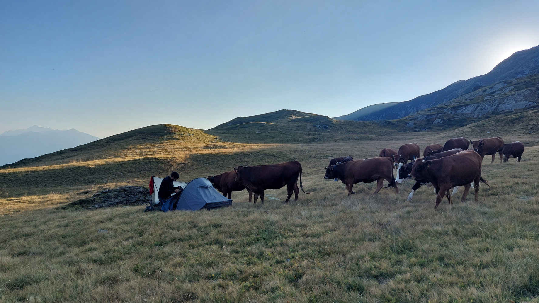 Curious cows